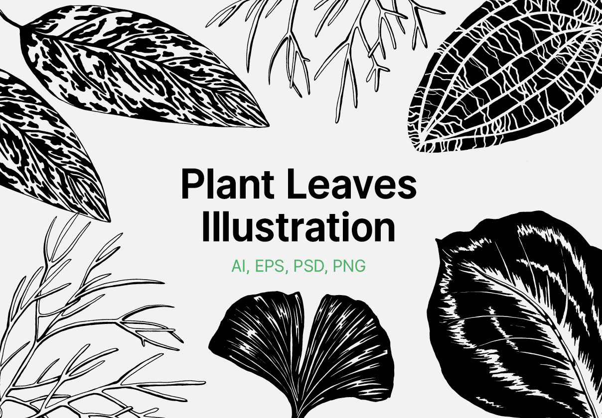 Plant Leaves Illustrations