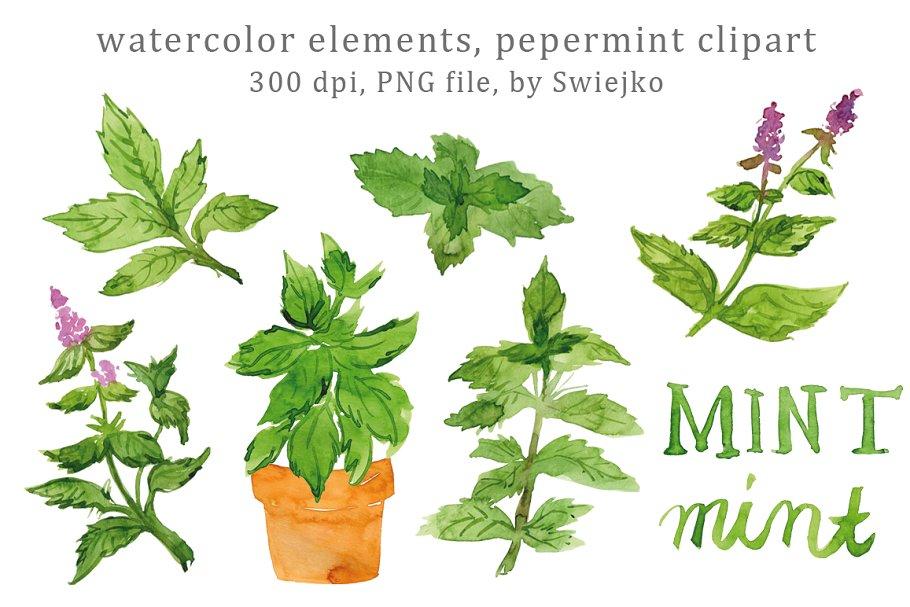 草本植物薄荷水彩剪贴画 Watercolor Herbs, Peppermint