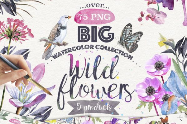 野外花卉水彩插画剪贴画大礼包 Wild flowers collection 75 PNG