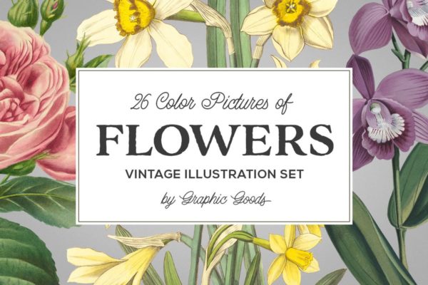 复古花卉矢量插画素材 Vintage Illustrations of Flowers