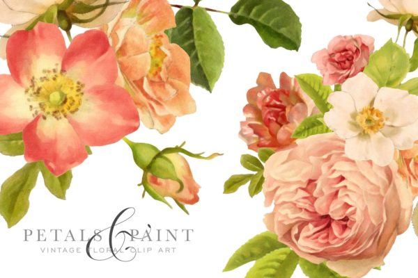 复古油画质感花卉花瓣纹理 Petals & Paint – Floral Clip Art