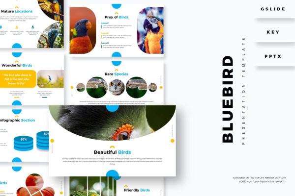 鸟类动物介绍PPT/Keynote/谷歌幻灯片三合一模板 Bluebird – Presentation Template