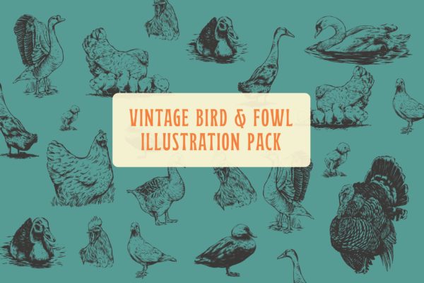鸟和家禽复古矢量插画 Bird and Fowl Vintage Illustration