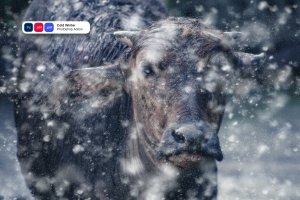 寒冬雪花特效PS动作 Cold Winter Photoshop Action