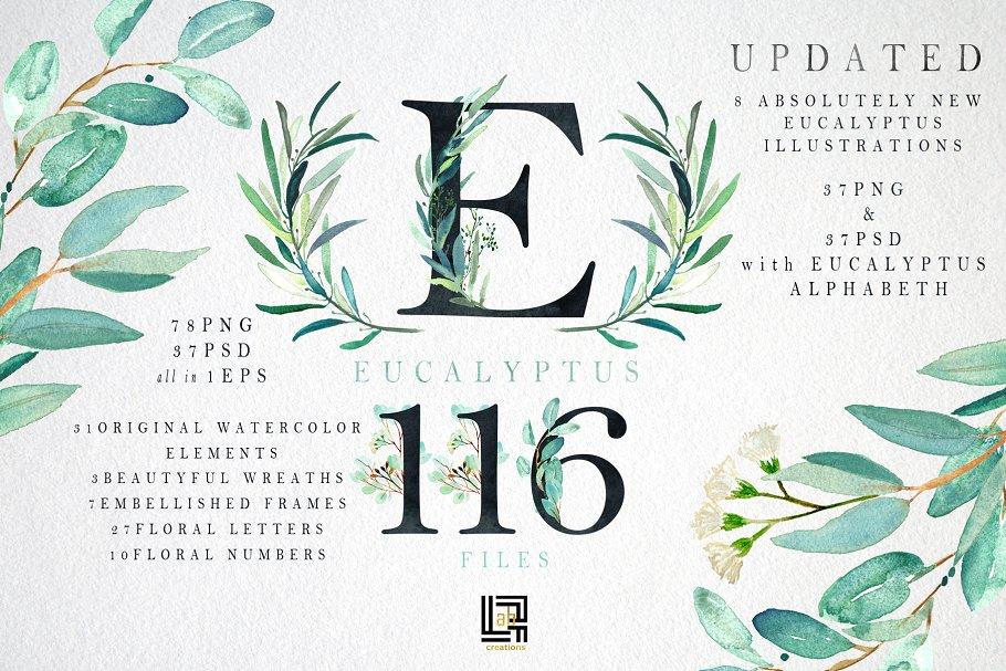 桉树叶水彩剪贴画&水彩装饰字体 Eucalyptus. Watercolor clipart.