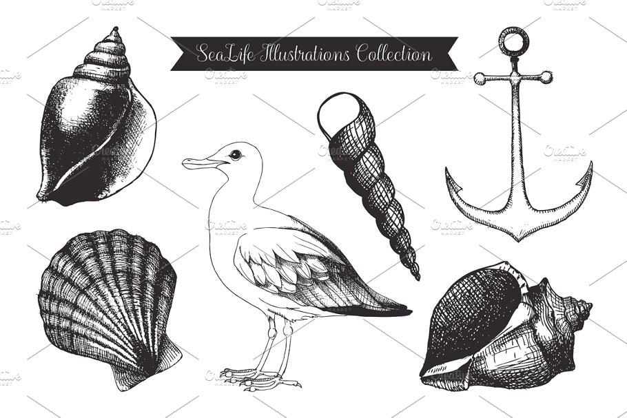 复古墨水手绘海洋生物插图 Vintage Sea Designs & Patterns
